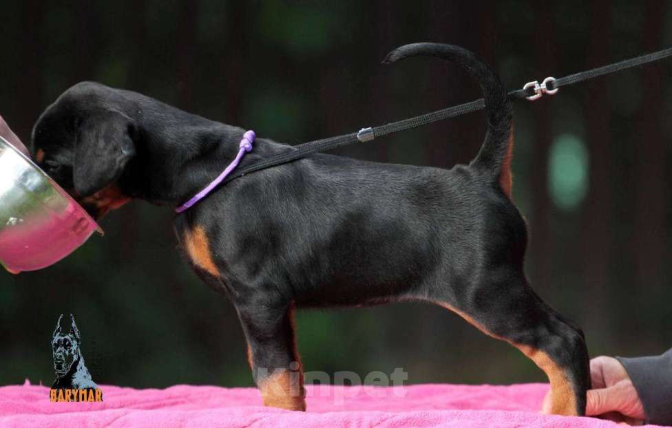 Собаки в Москве: Щенок Добермана. Баримар Фортуна Девочка, 120 000 руб. - фото 2