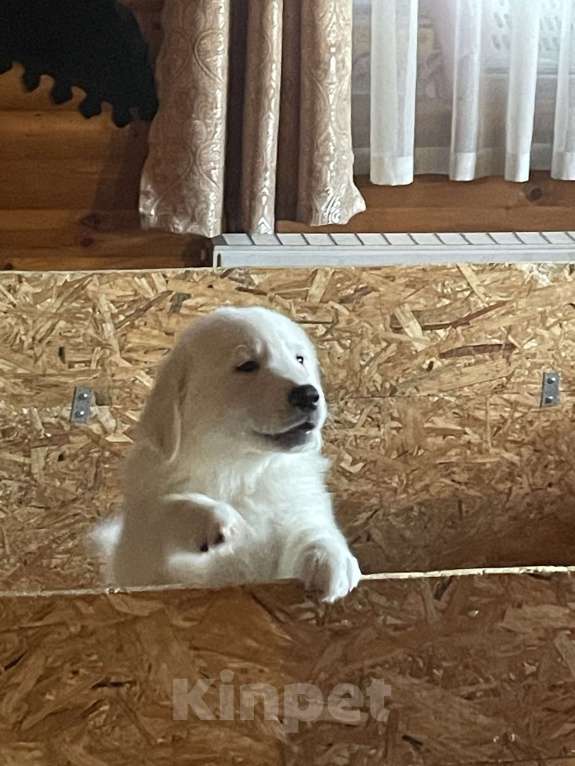 Собаки в других городах Тверской области: Мишка Мальчик, 30 000 руб. - фото 1