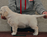 Собаки в Миассе: Щенок Золотистого ретривера  Девочка, 65 000 руб. - фото 1
