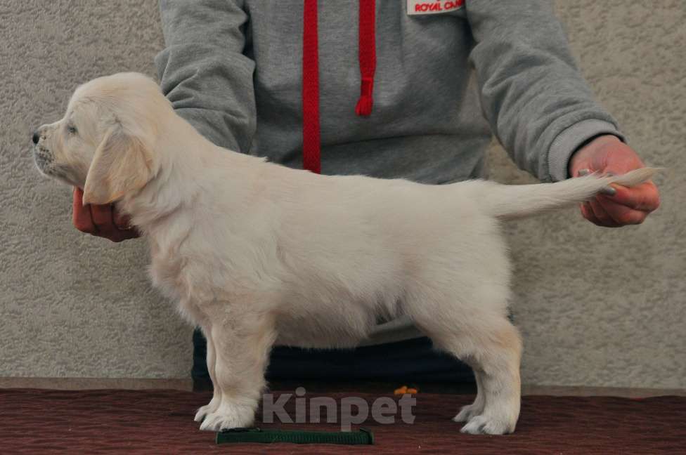 Собаки в Миассе: Щенок Золотистого ретривера  Девочка, 65 000 руб. - фото 1