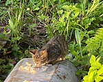 Кошки в Ярославле: Котята в добрые руки Девочка, Бесплатно - фото 9