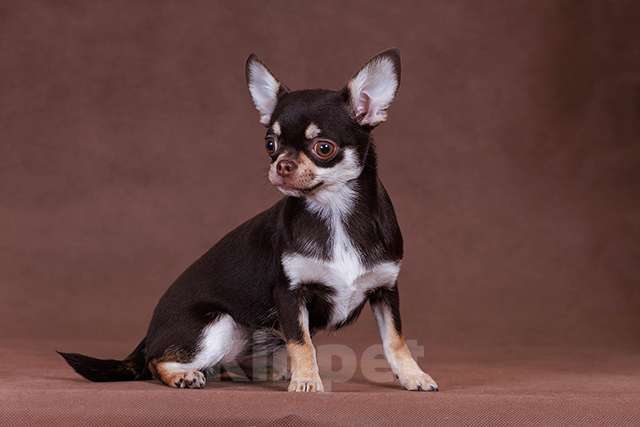 Собаки в Люберцах: Чихуахуа шоколадно-подпалая Девочка, 65 000 руб. - фото 4