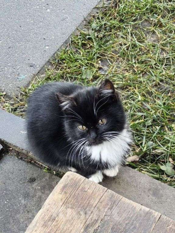 Кошки в Москве: Фросе нужен дом Девочка, Бесплатно - фото 6