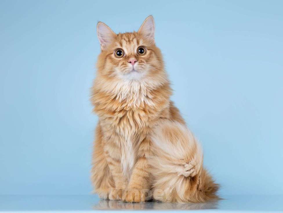 Кошки в Москве: Нежный ласковый рыжий котик Лютик Мальчик, Бесплатно - фото 6