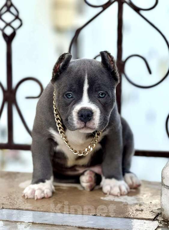 Собаки в других городах Московской области: Американский булли голубой мальчик Мальчик, 200 000 руб. - фото 1