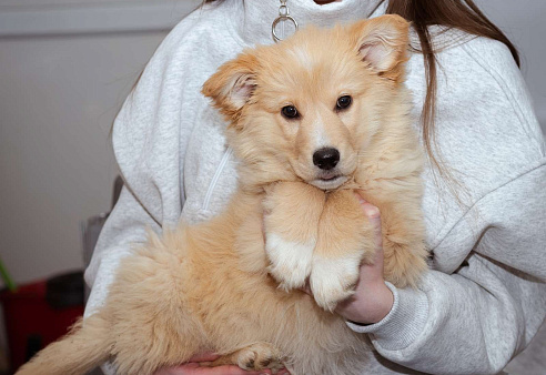 Мальчик, 3 месяца в добрые руки