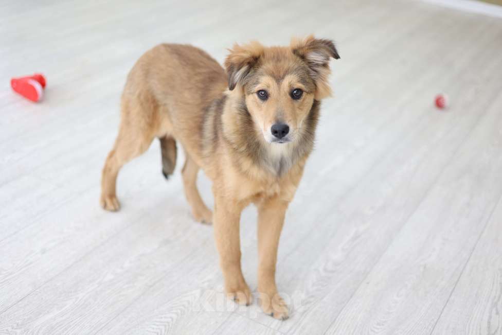 Собаки в Раменском: Эльза ищет дом Девочка, Бесплатно - фото 3