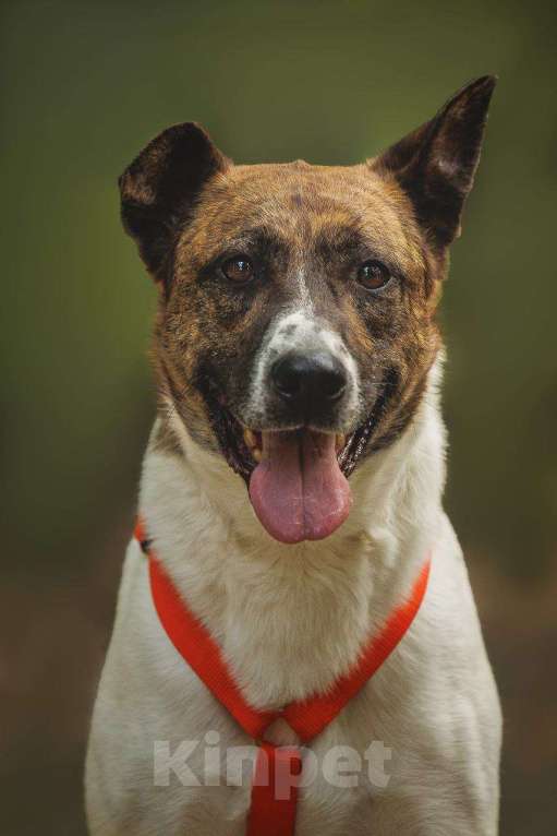 Собаки в Москве: Трогательный Пельмешка в поисках семьи Мальчик, Бесплатно - фото 5