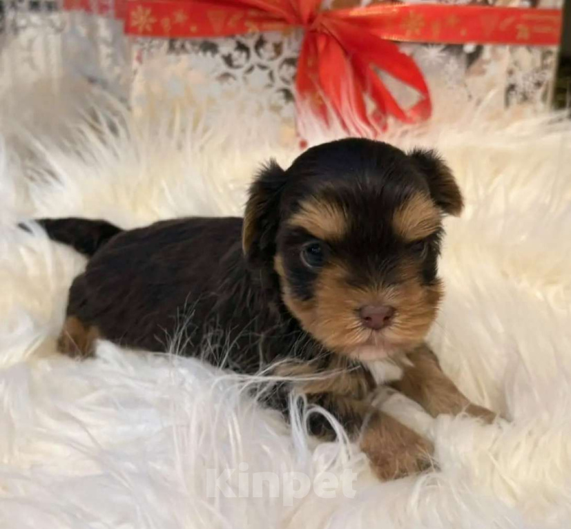 Собаки в Москве: Цветной йорк Мальчик, 60 000 руб. - фото 1