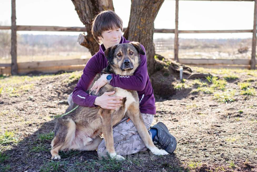 Собаки в Москве: Собака-компаньон в поисках семьи Мальчик, Бесплатно - фото 2