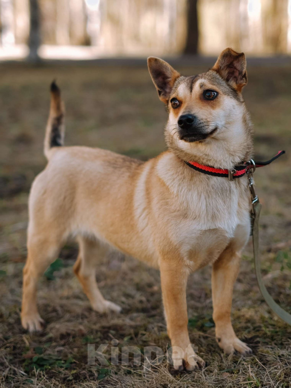 Собаки в Санкт-Петербурге: Малютка Фиби из приюта в добрые руки Девочка, Бесплатно - фото 2