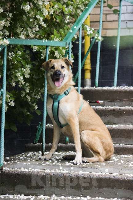 Собаки в Москве: Бара ищет любящую семью. Девочка, Бесплатно - фото 7