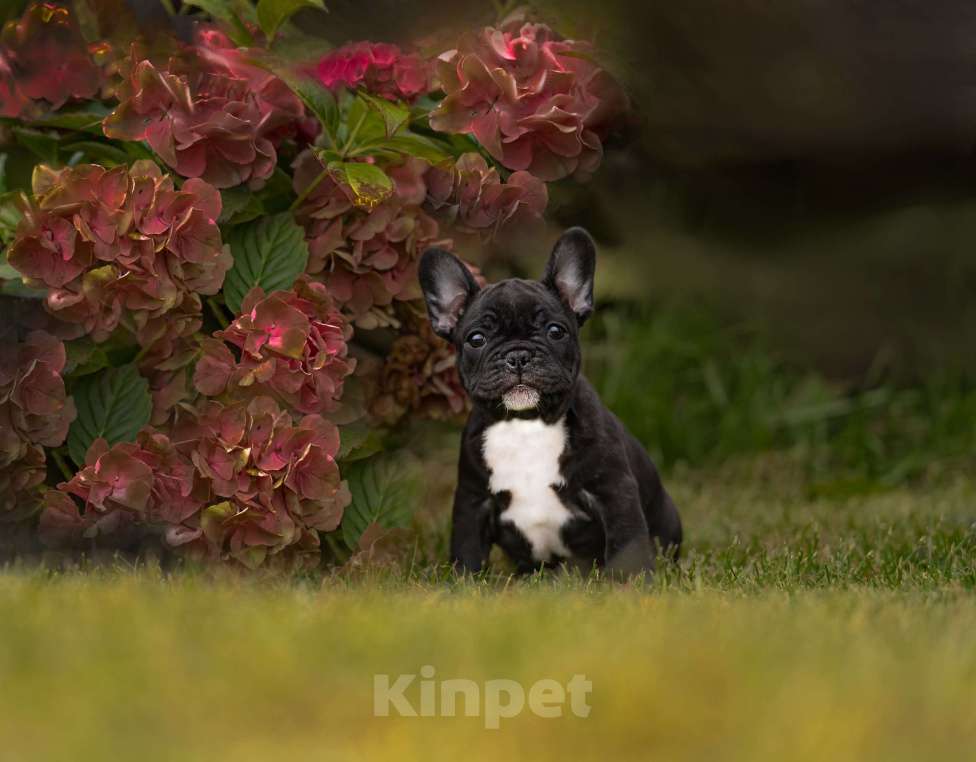 Собаки в Санкт-Петербурге: Весёлый малыш Мальчик, Бесплатно - фото 2