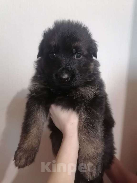 Собаки в Люберцах: Щенки немецкой овчарки Разнополые, 20 000 руб. - фото 5