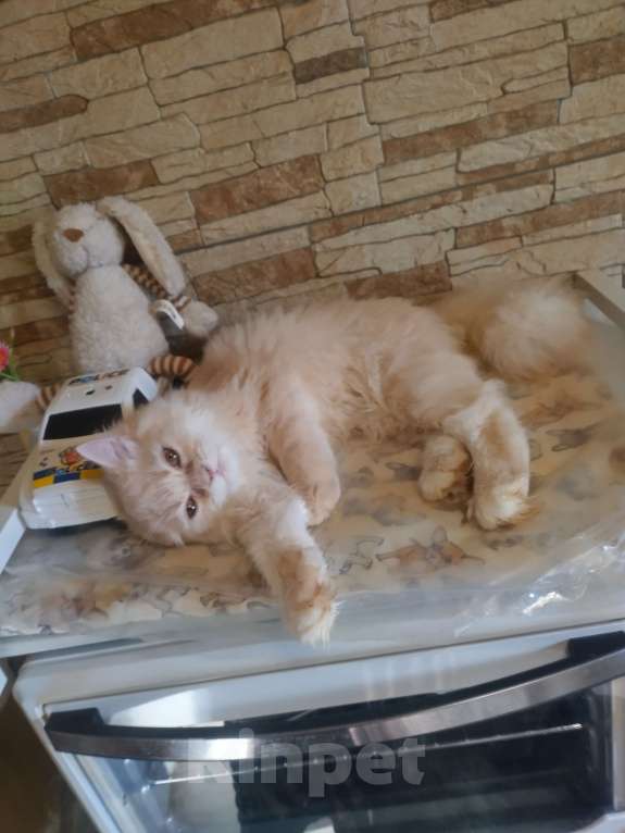 Кошки в Краснодаре: Персидские котята  Девочка, 5 000 руб. - фото 8