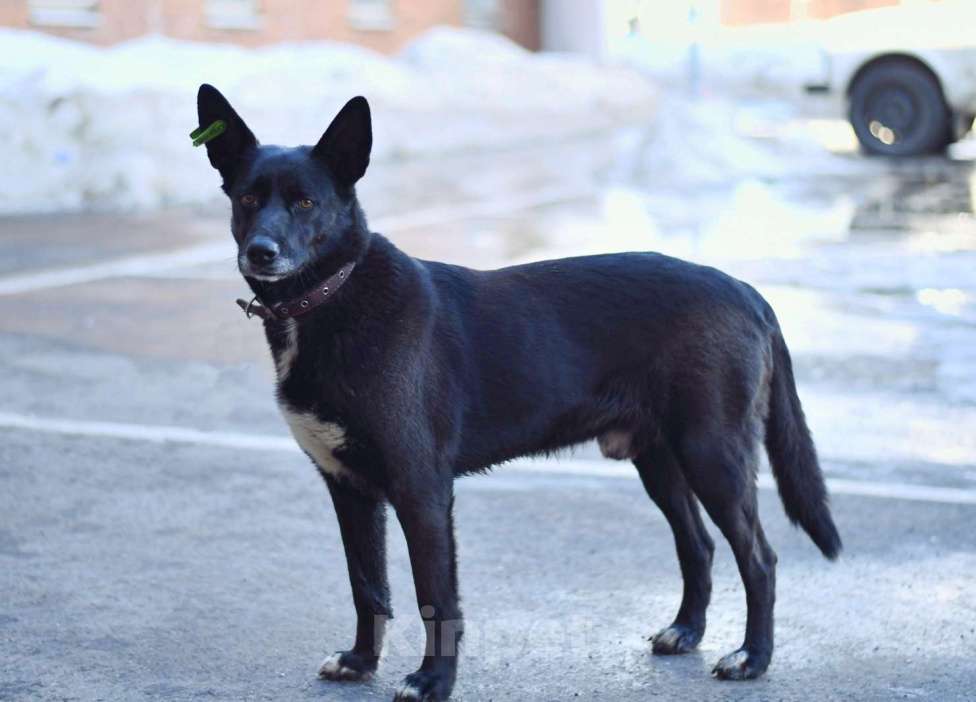 Собаки в Москве: у Проши умер хозяин Мальчик, Бесплатно - фото 4