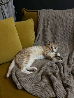 Кошечка в добрые руки