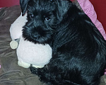 Собаки в Санкт-Петербурге: Продается девочка Девочка, 60 000 руб. - фото 2