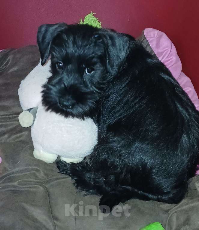 Собаки в Санкт-Петербурге: Продается девочка Девочка, 60 000 руб. - фото 2