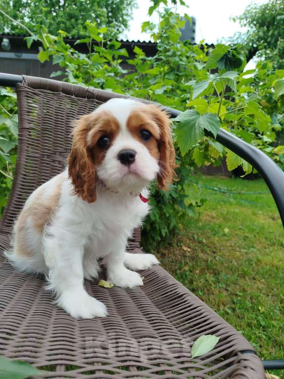 Собаки в Иваново: Девочка, бленхейм, невероятной красоты. Девочка, Бесплатно - фото 2