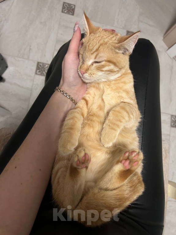 Кошки в Москве: Рыжий особенный котенок ищет любящую семью Мальчик, Бесплатно - фото 2