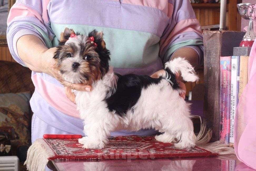 Собаки в Москве: Девочка Бивер Девочка, 90 000 руб. - фото 3