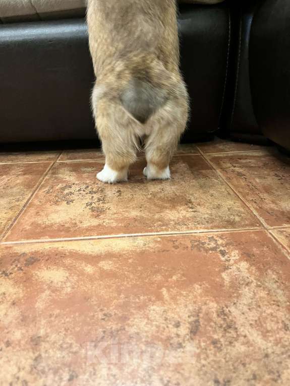 Собаки в Краснодаре: Чудесная девочкавельш корги пемброк Девочка, 70 000 руб. - фото 2