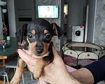 Собаки в Батайске: Продаю щенков цвергпичера Мальчик, 3 000 руб. - фото 3