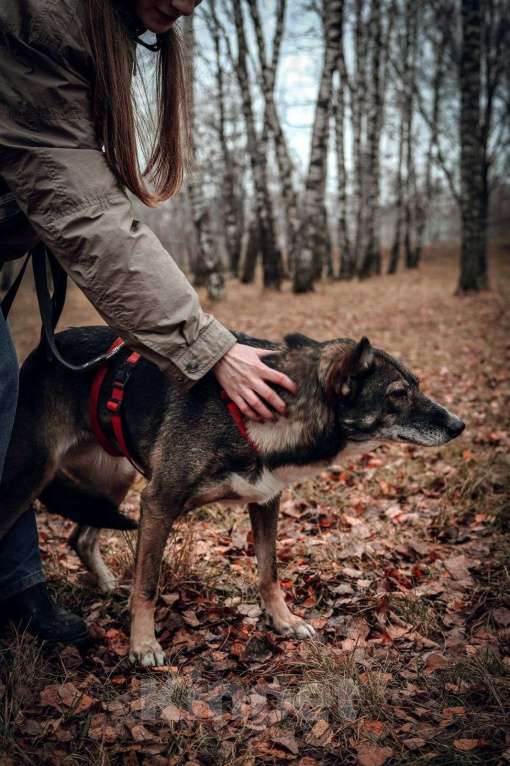 Собаки в Москве: Бетти Девочка, Бесплатно - фото 2