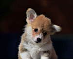 Собаки в Самаре: Щенок Корги от великолепных родителей! Мальчик, 60 000 руб. - фото 7
