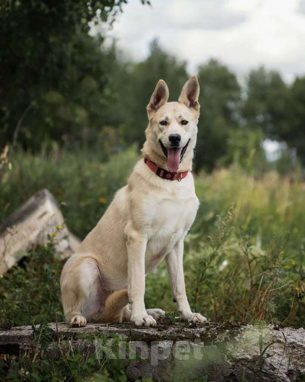 Собаки в Москве: Самый ласковый на свете пес Рэкс Мальчик, Бесплатно - фото 3