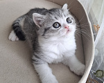 Кошки в Ярославле: Шотландская короткошёрстная девочка Девочка, 30 000 руб. - фото 3