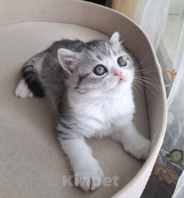 Кошки в Ярославле: Шотландская короткошёрстная девочка Девочка, 30 000 руб. - фото 3