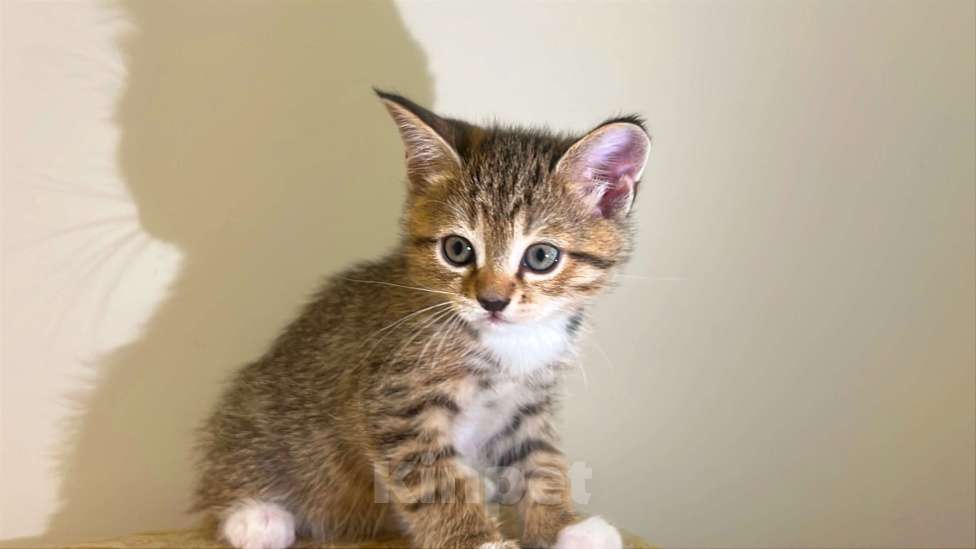 Кошки в Реутове: Шотландский прямоухий котенок Девочка, 15 000 руб. - фото 1