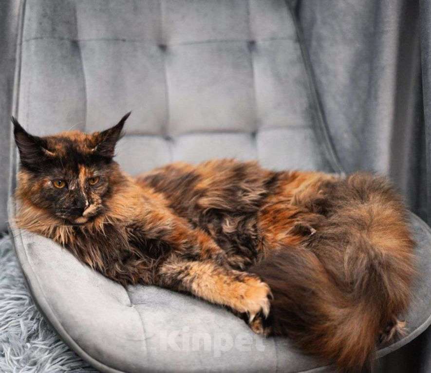 Кошки в Москве: Эксклюзивные котята мейн-кун  Девочка, 25 000 руб. - фото 2