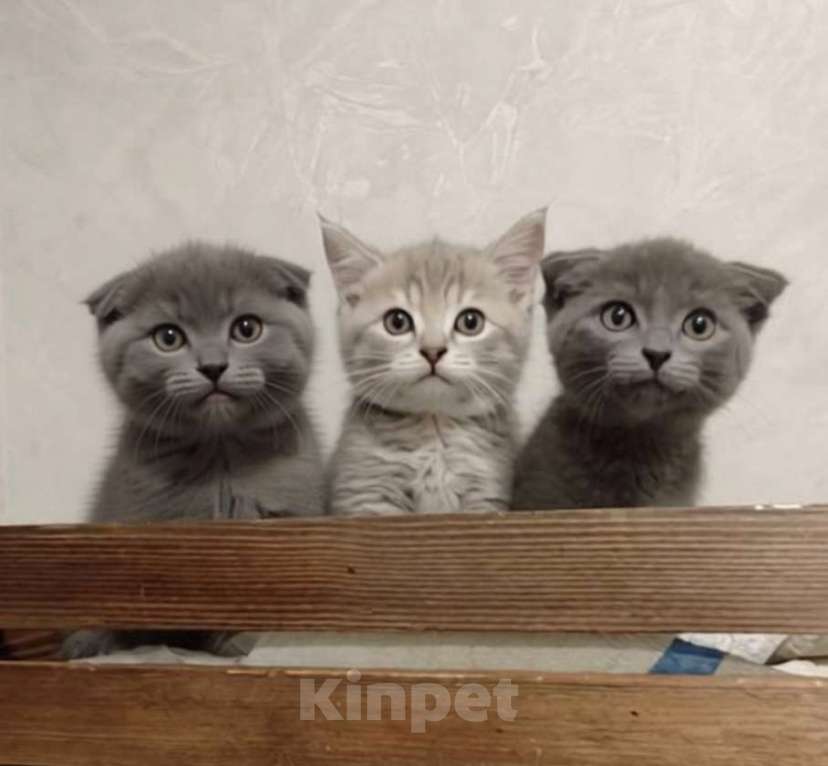 Кошки в Электростали: Шотландские короткошёрстные вислоухие котята Мальчик, 15 000 руб. - фото 1