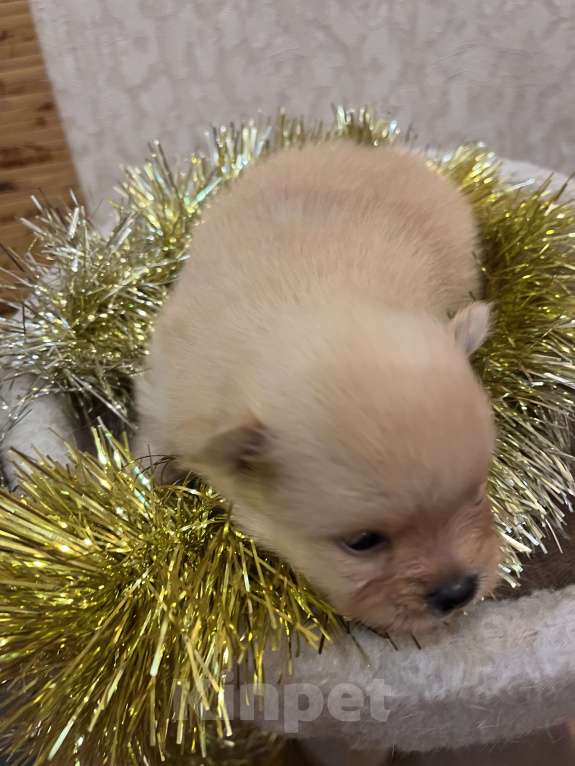 Собаки в Сургуте: НЕМЕЦКИЙ ШПИЦ  Девочка, 35 000 руб. - фото 6