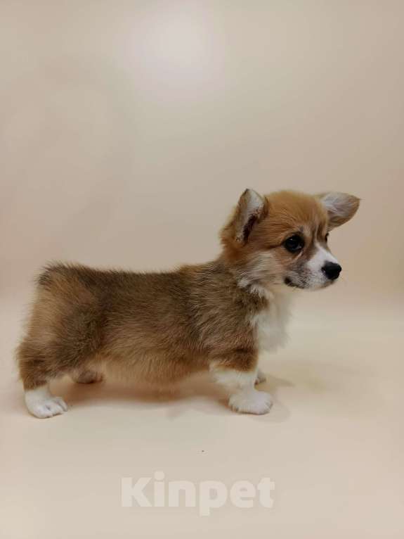 Собаки в Москве: Чипса. Щенок вельш корги пемброк  Девочка, 60 000 руб. - фото 4