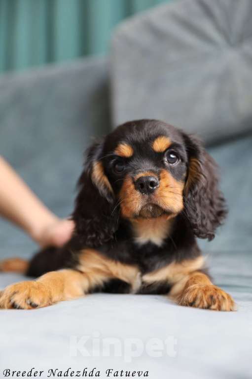 Собаки в Рязани: Щенки Кавалер Кинг Чарльз спаниеля Мальчик, Бесплатно - фото 1