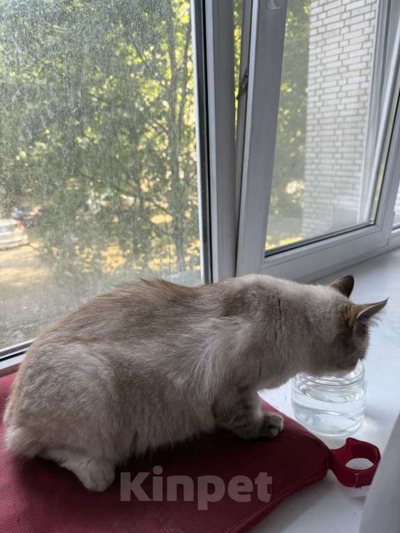 Кошки в Санкт-Петербурге: Нашли тайскую кошечку Девочка, Бесплатно - фото 3