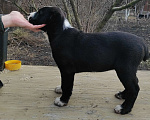 Собаки в Краснодаре: Щенки Алабая Девочка, 30 000 руб. - фото 1