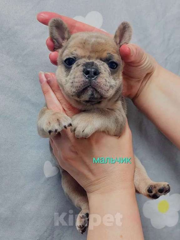 Собаки в Санкт-Петербурге: Французский бульдог щенки Разнополые, 45 000 руб. - фото 9