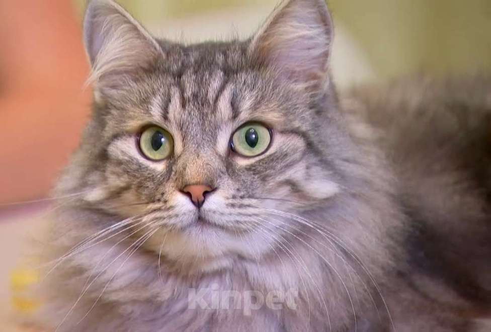 Кошки в Москве: Крупная сибирская пушистая красавица кошка Маргарита в добрые руки Девочка, Бесплатно - фото 2