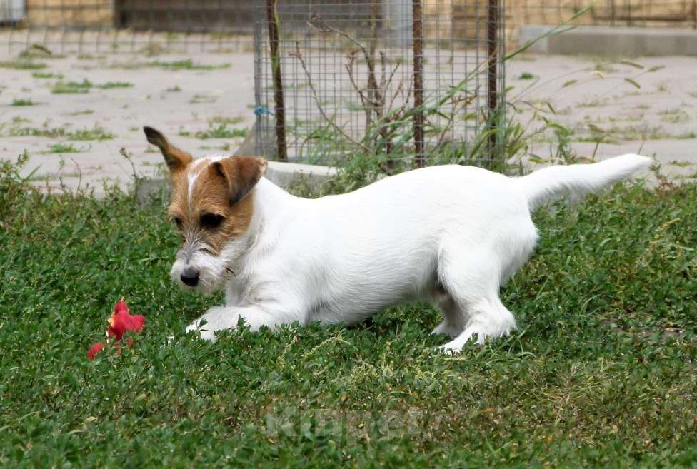 Собаки в других городах Ростовской области: Щенок Джек Рассел Терьера Мальчик, 40 000 руб. - фото 4