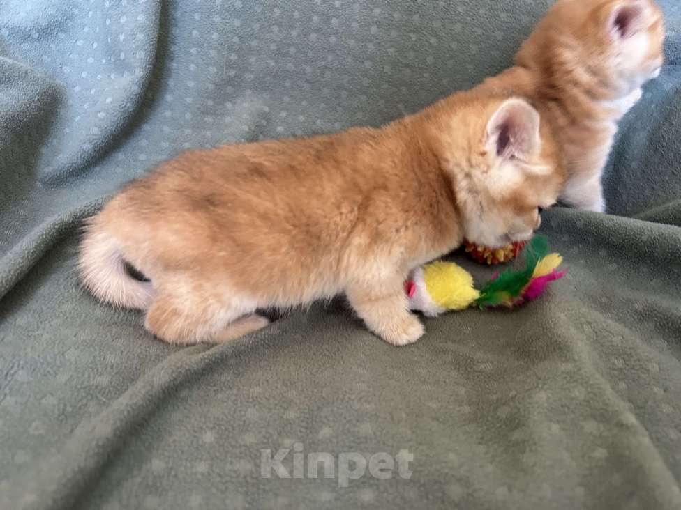 Кошки в Москве: Кошечка золотая шиншилла Девочка, 25 000 руб. - фото 9