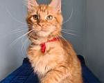 Кошки в Самаре: Котёнок породы Мейн-кун MCO female Lolanta, color d Девочка, 40 000 руб. - фото 5