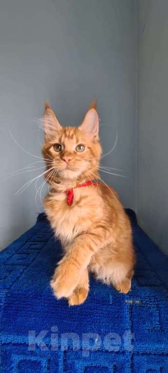 Кошки в Самаре: Котёнок породы Мейн-кун MCO female Lolanta, color d Девочка, 40 000 руб. - фото 5