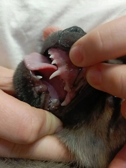 Щенок девочка