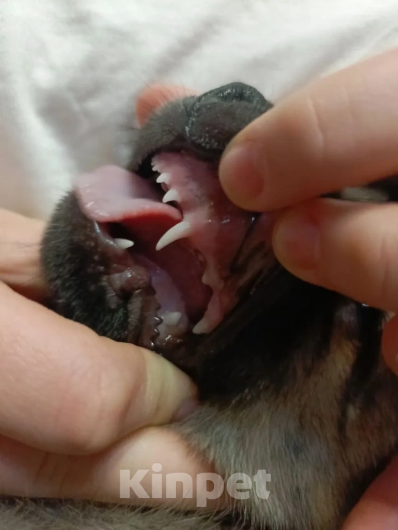 Собаки в Хабаровске: Щенок девочка Девочка, Бесплатно - фото 1