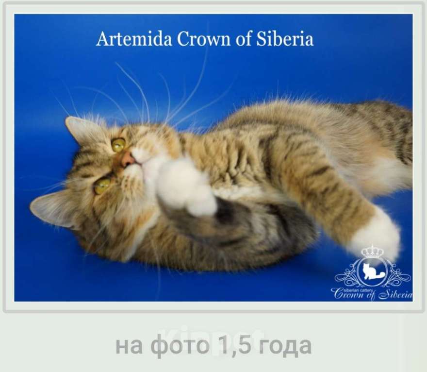 Кошки в Москве: Породистые сибирские кошки ищут хозяев Девочка, 500 руб. - фото 1